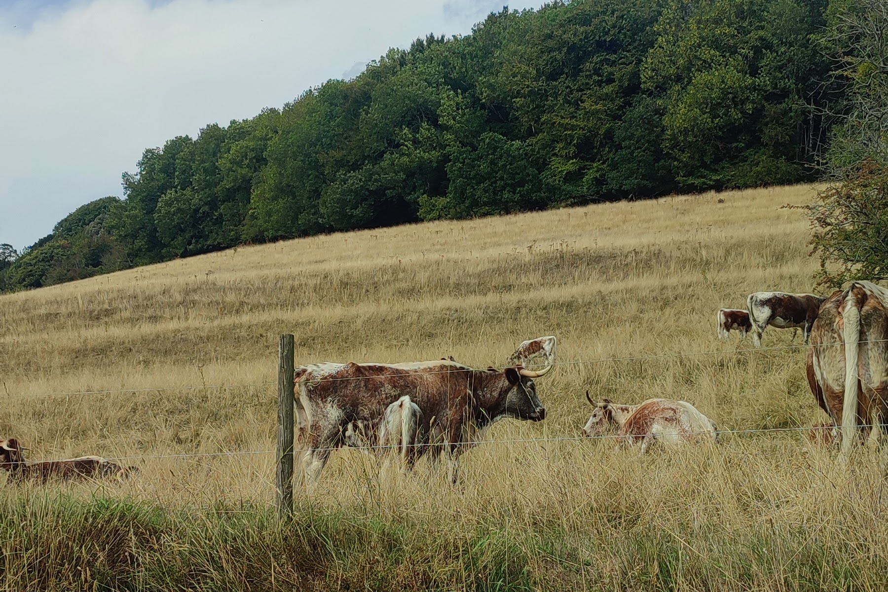 Cotswold Way @jamietheyer
